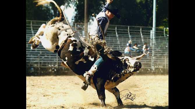 Bull-Rodeo
