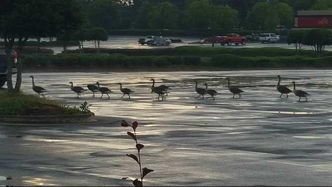 Geese-getting-out-after-the-storm-by-Keri-Flowers-Holland