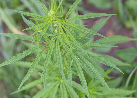Hemp Plant